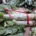 武山洛门精品莴笋大量上市