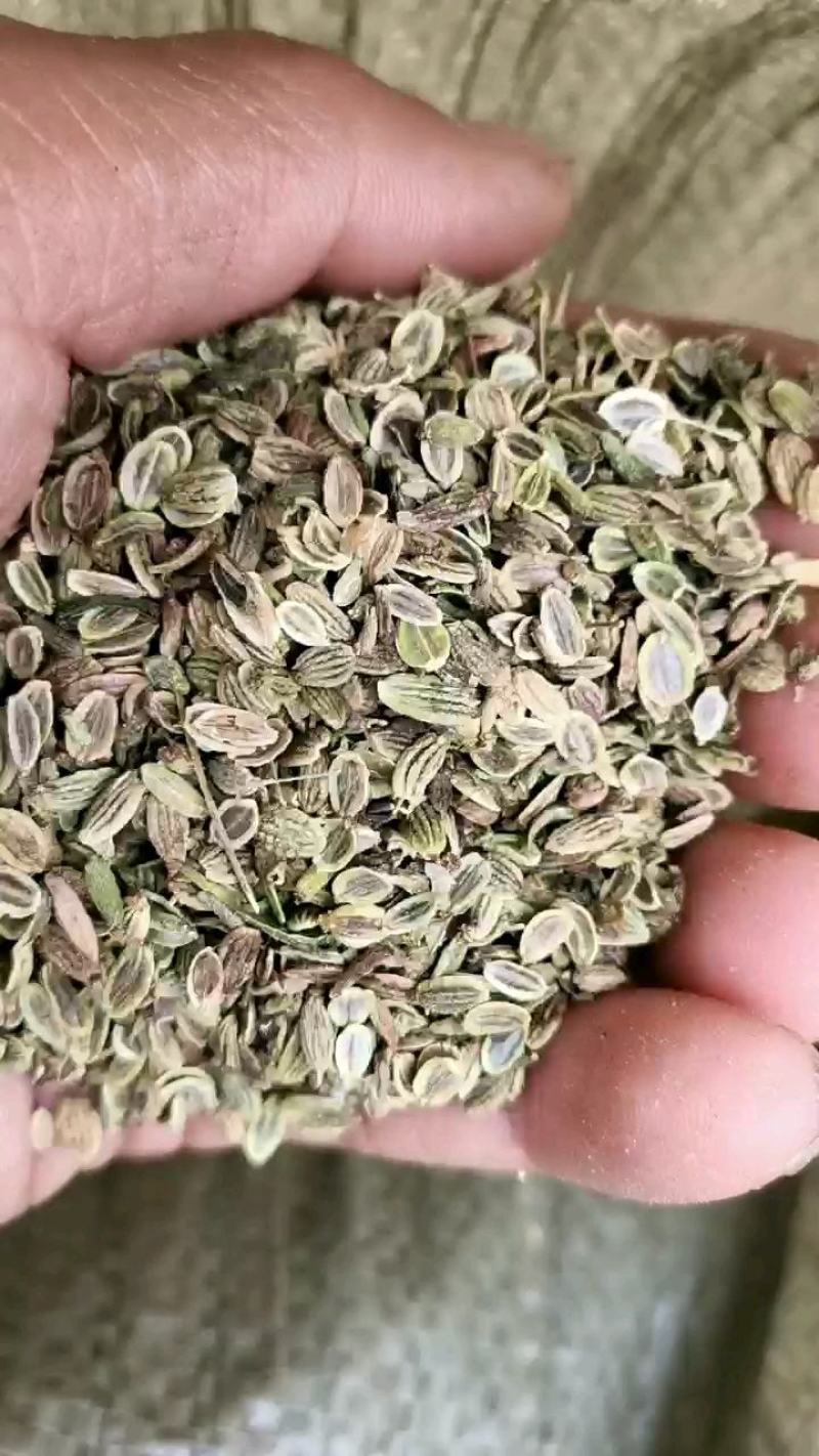防风种子，北防风种子，优质防风种子