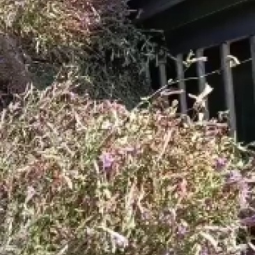 供应贵州野生红花龙胆草，肝炎草
