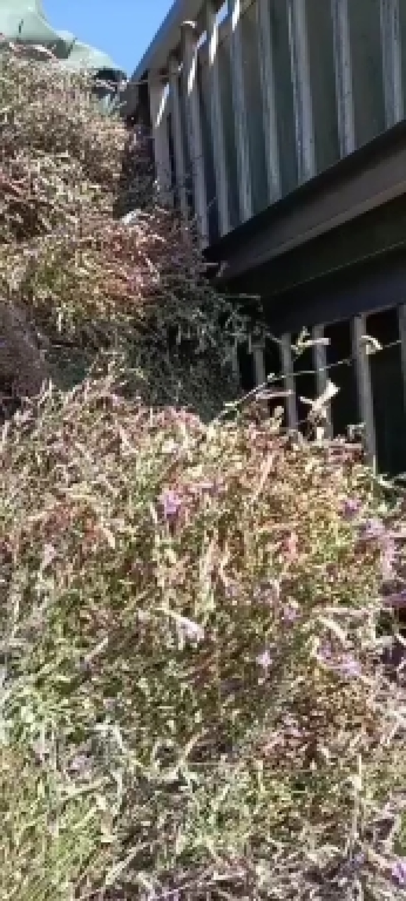 供应贵州野生红花龙胆草，肝炎草