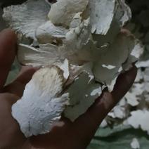贵州野生白土茯苓，白金刚藤，机开片，薄片。