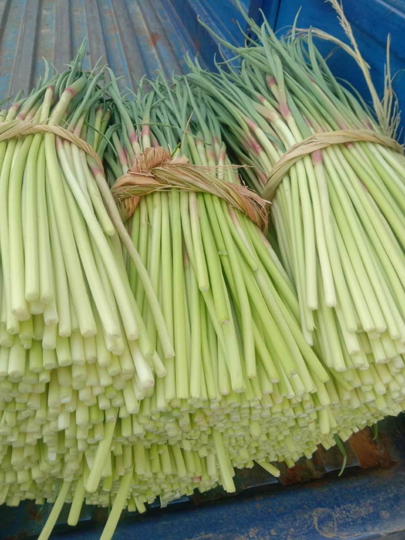 邳州蒜薹加工小把代存代收代存带销售