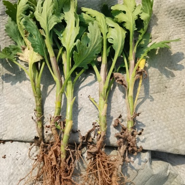 金丝皇菊苗，优质金丝皇菊苗，各种菊花苗，品种齐全