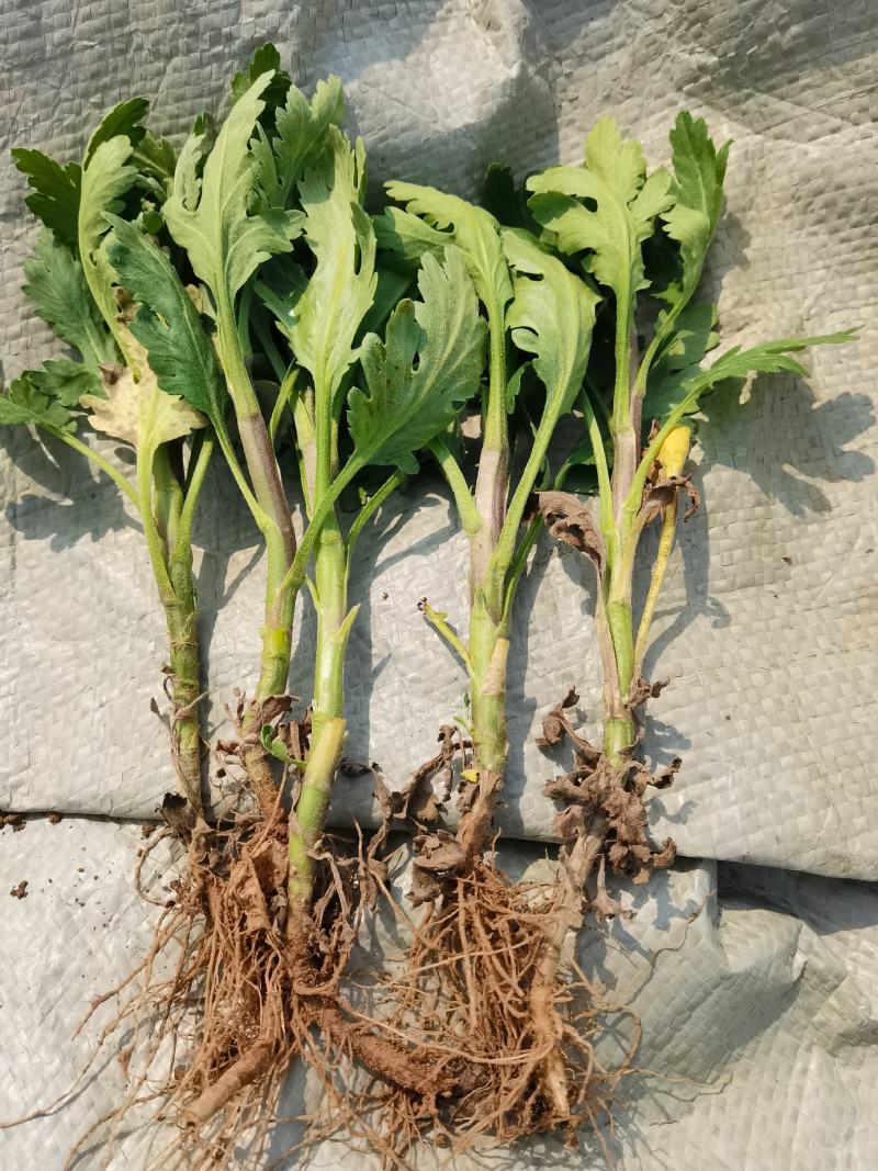 金丝皇菊苗，优质金丝皇菊苗，各种菊花苗，品种齐全