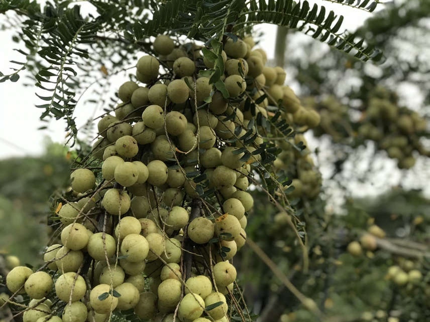 油甘果潮汕甜油甘矮种油甘华侨油甘