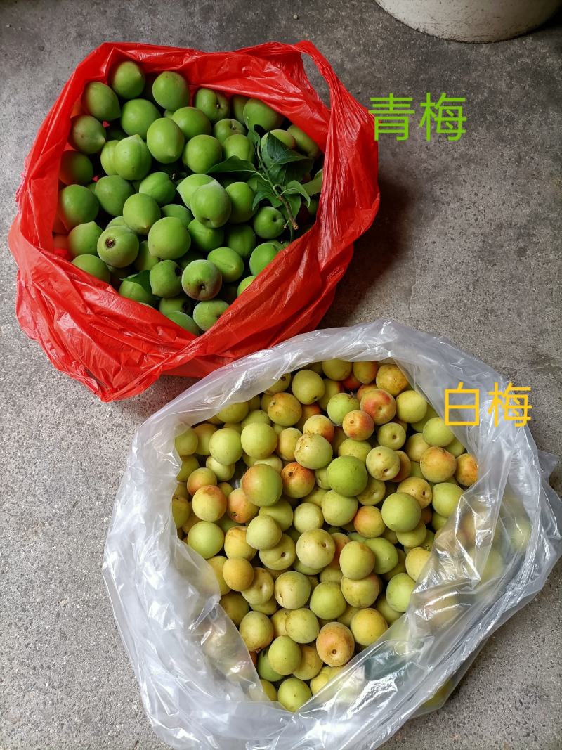 梅子，泡酒佳品，手摘青梅，现采现发