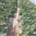 《实力》河南夏邑8424西瓜万亩产地直供代发全国