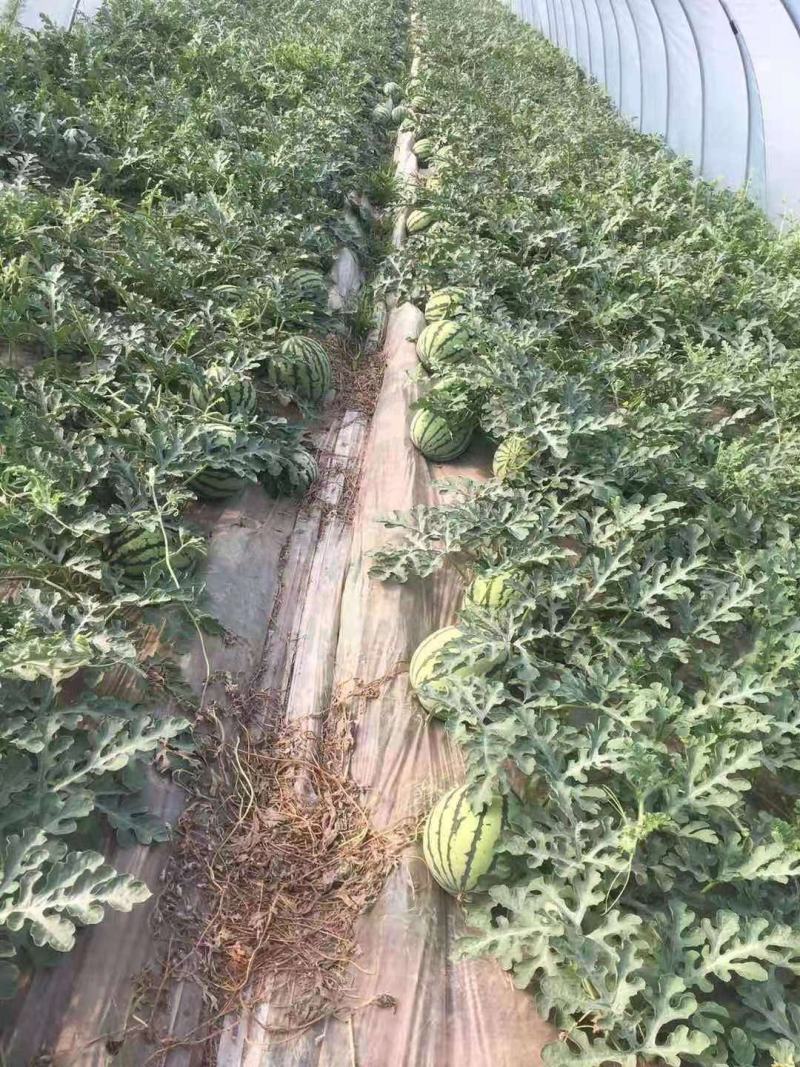 《实力》河南夏邑8424西瓜万亩产地直供代发全国