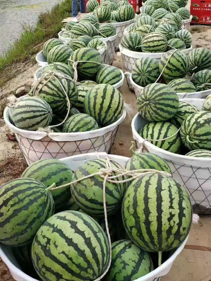 《实力》河南夏邑8424西瓜万亩产地直供代发全国