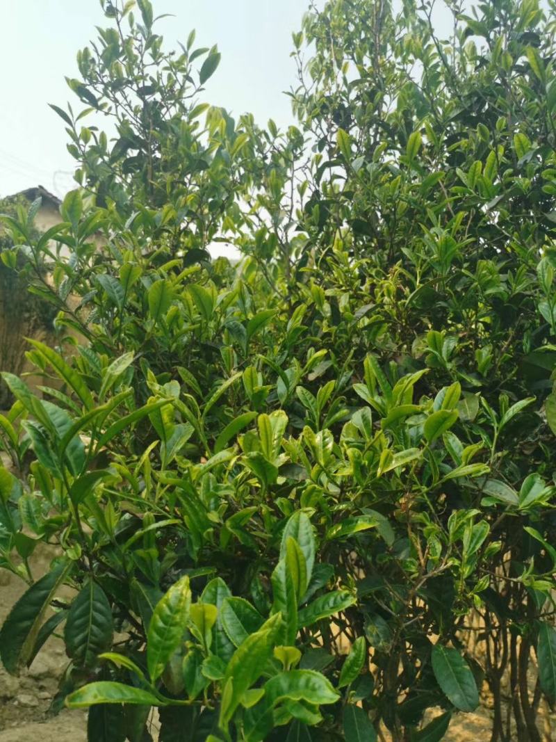 晒青毛茶