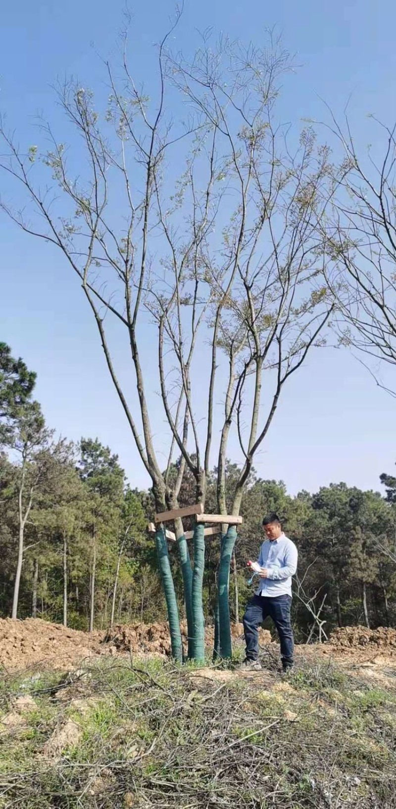 丛生朴树5杆，高度8～9米，冠幅4～6米