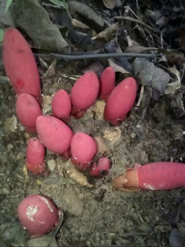 野生红穿破石根条,质量好,要货上山现采.