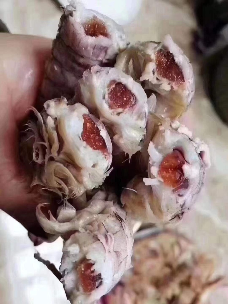 熟冻皮皮虾，虾爬活体加工(只只带膏)一斤/盒装