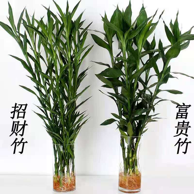 海南一手货源带根富贵竹金边竹紫竹招财竹批发
