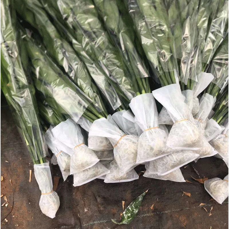 海南一手货源带根富贵竹金边竹紫竹招财竹批发
