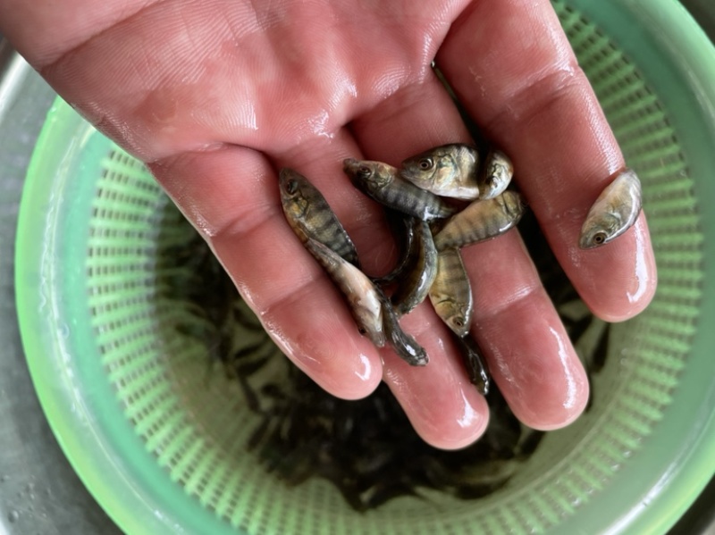 罗非鱼苗新吉富丰产一号快大罗非鱼苗苗场直销