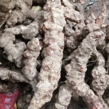 土茯苓，云南白肉土茯苓，鲜货