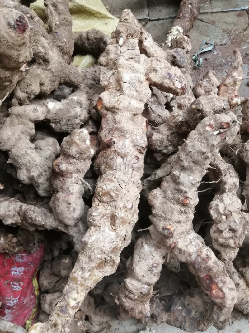 土茯苓，云南白肉土茯苓，鲜货