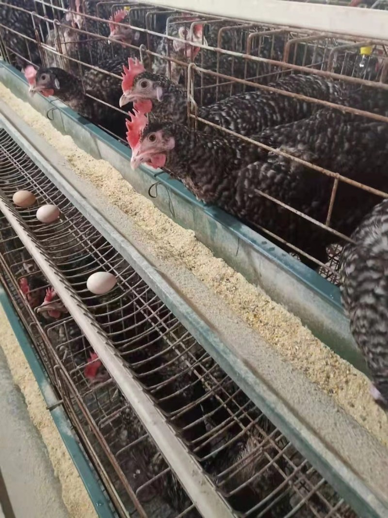黑芦花鸡苗优质芦花鸡苗打好疫苗质量好卢花鸡苗包路损打针