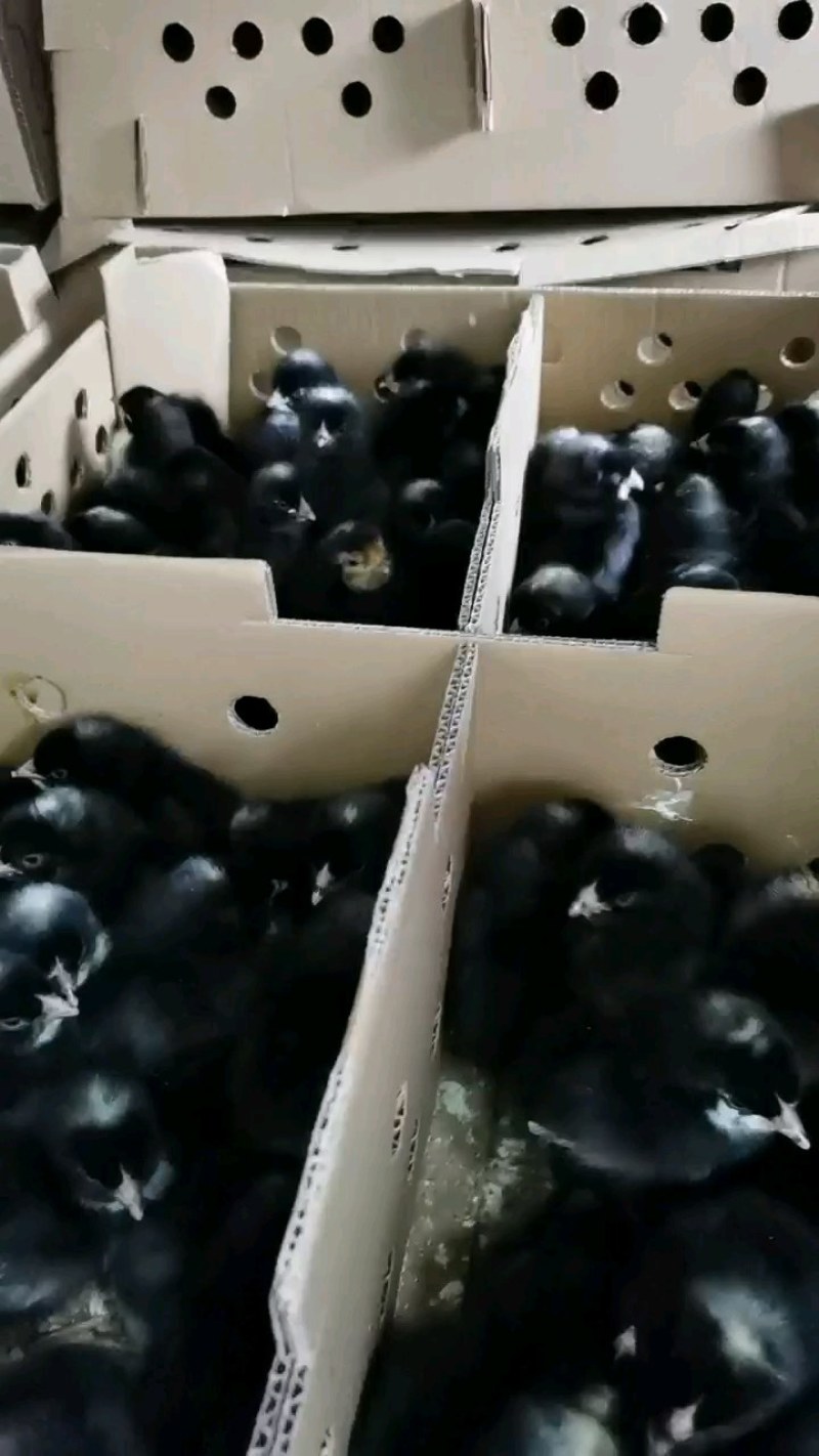 黑芦花鸡苗优质芦花鸡苗打好疫苗质量好卢花鸡苗包路损打针