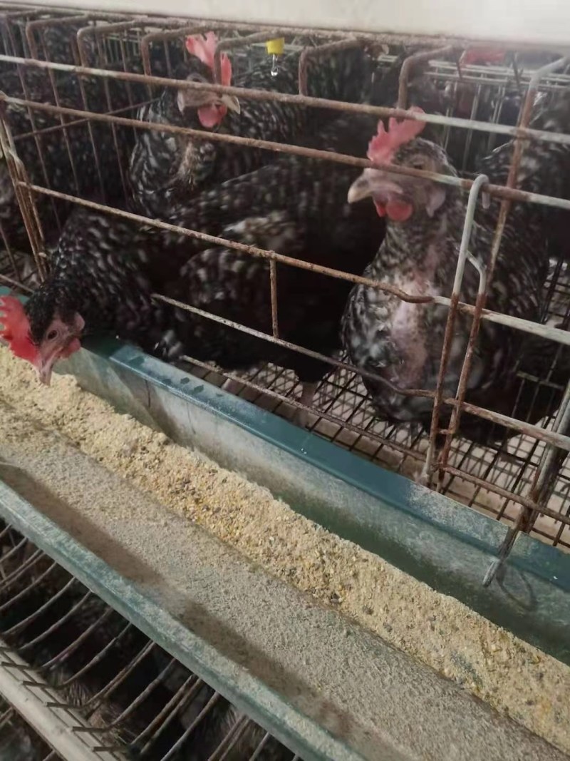 黑芦花鸡苗优质芦花鸡苗打好疫苗质量好卢花鸡苗包路损打针