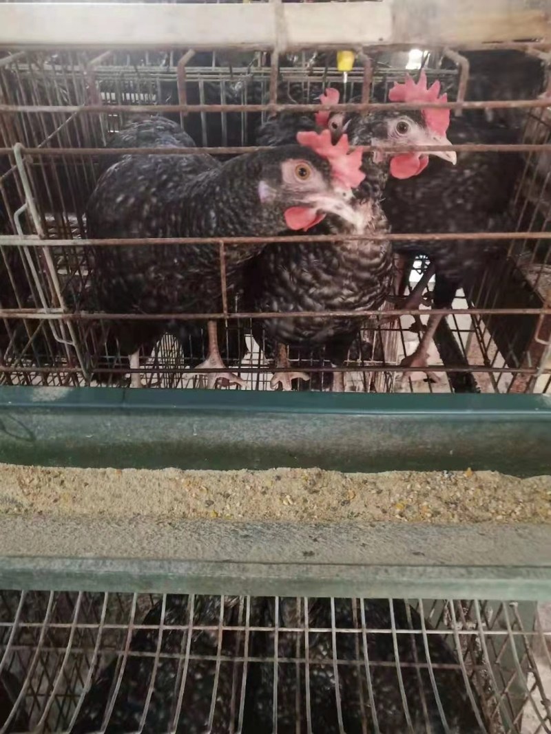 黑芦花鸡苗优质芦花鸡苗打好疫苗质量好卢花鸡苗包路损打针