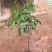 无核荔枝嫁接苗，品种纯正，3、4年苗都有，量大批发价！