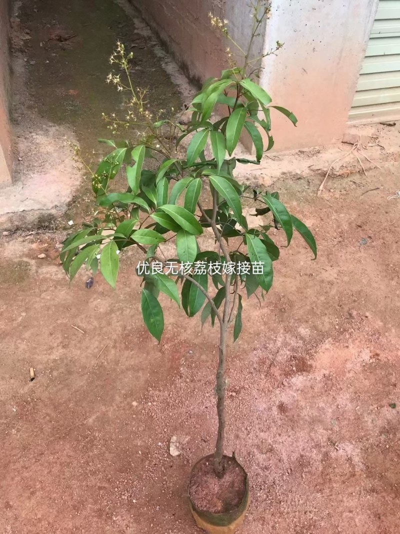 无核荔枝嫁接苗，品种纯正，3、4年苗都有，量大批发价！