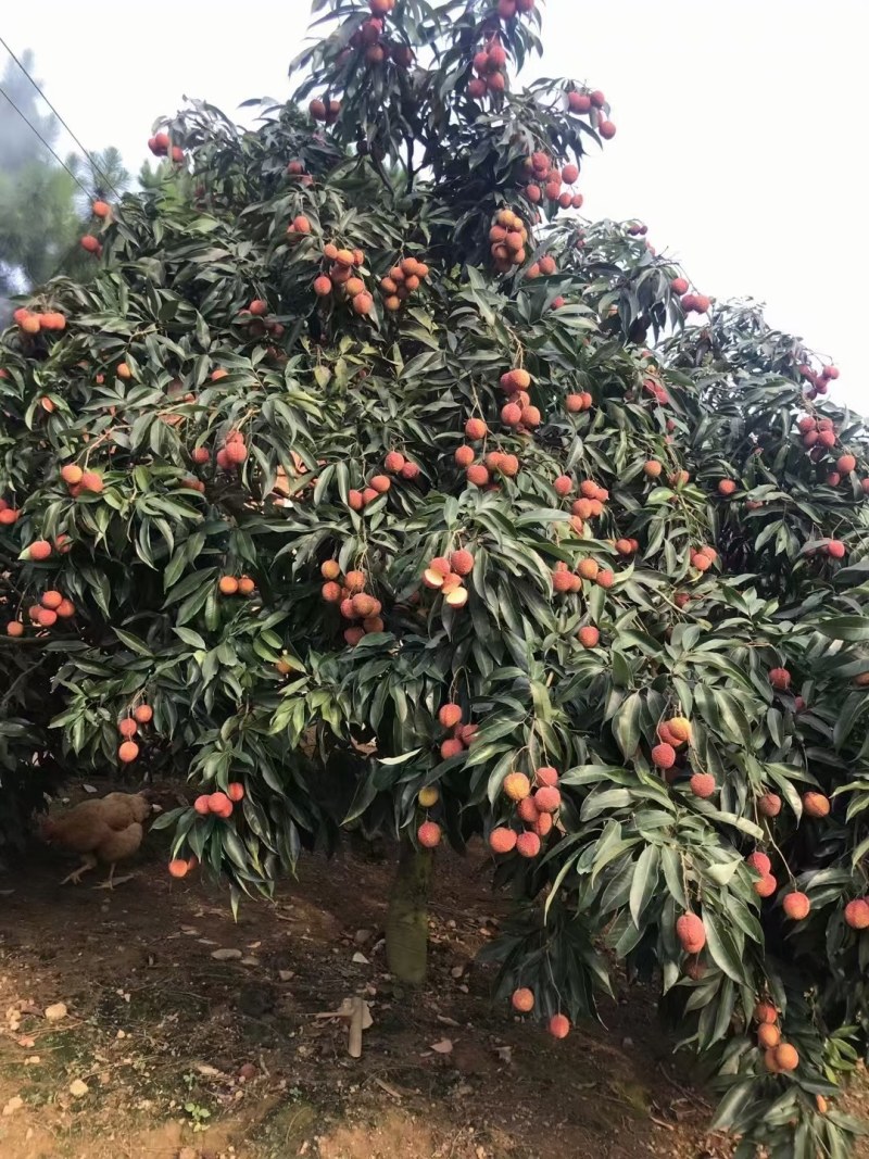 无核荔枝嫁接苗，品种纯正，3、4年苗都有，量大批发价！