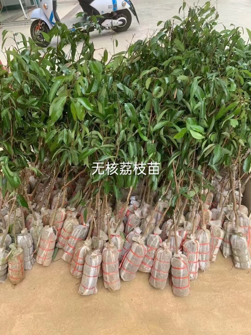 无核荔枝嫁接苗，品种纯正，3、4年苗都有，量大批发价！