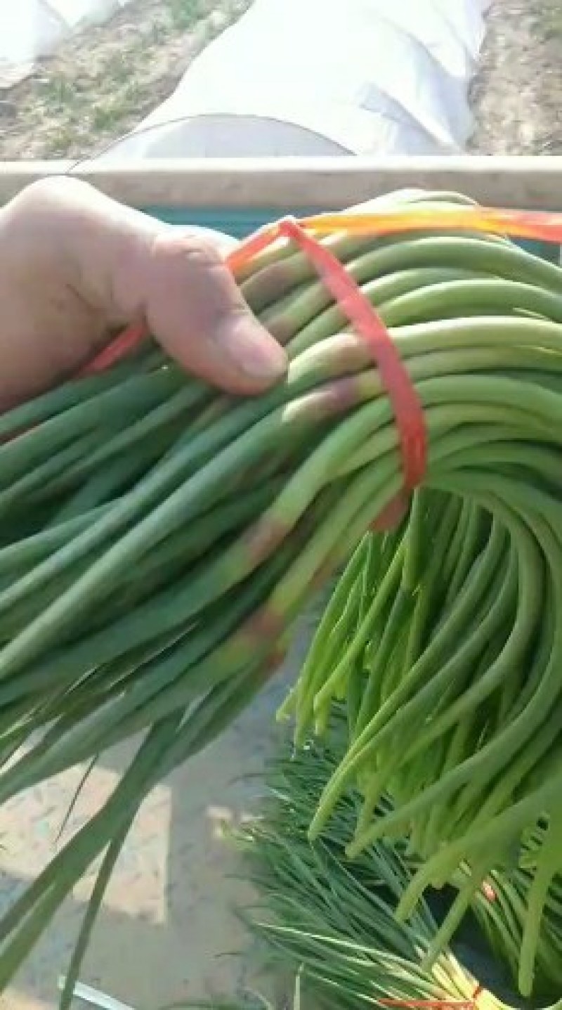 金乡红苞蒜薹，大量上市，本人诚信代办，代存，代卖。