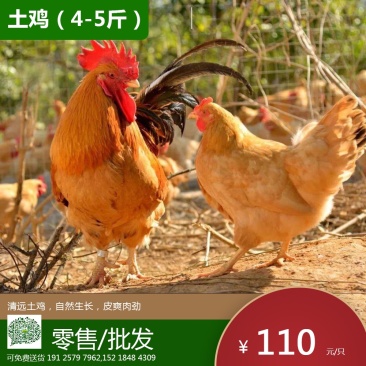 清远本地鸡，土鸡养殖基地，肉质细嫩，走地鸡，
