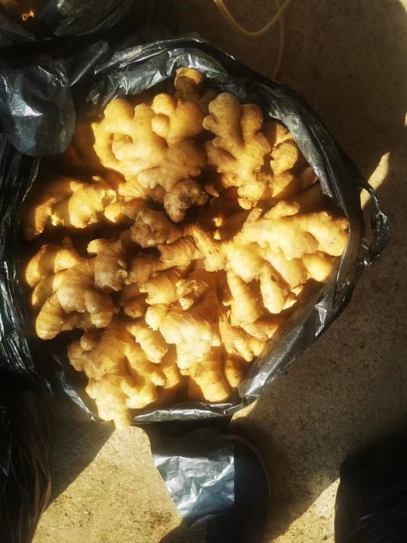 山东大黄姜，版型好看颜色蜡黄，产地直销，按需加工