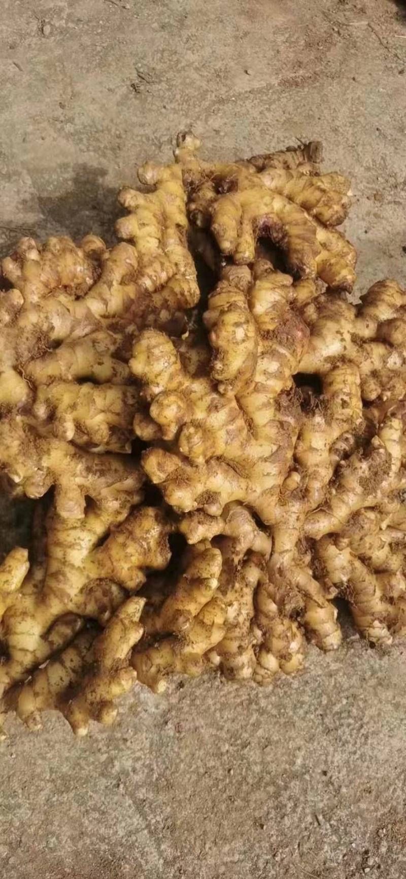 山东大黄姜，版型好看颜色蜡黄，产地直销，按需加工