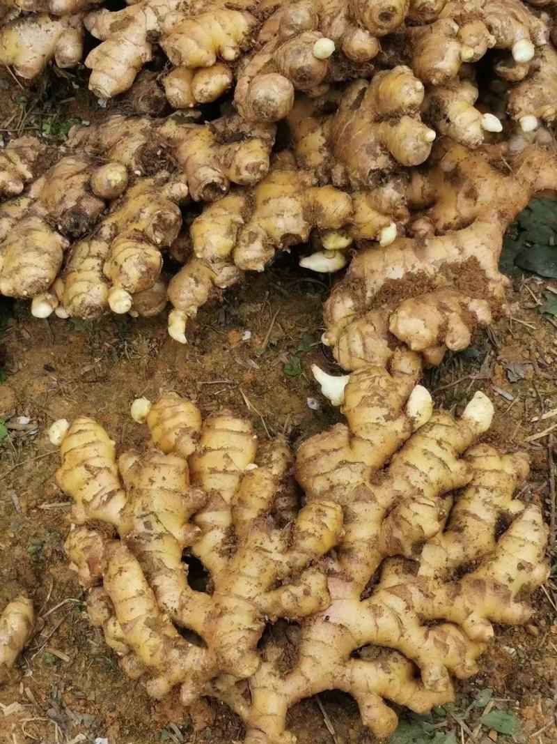 山东大黄姜，版型好看颜色蜡黄，产地直销，按需加工