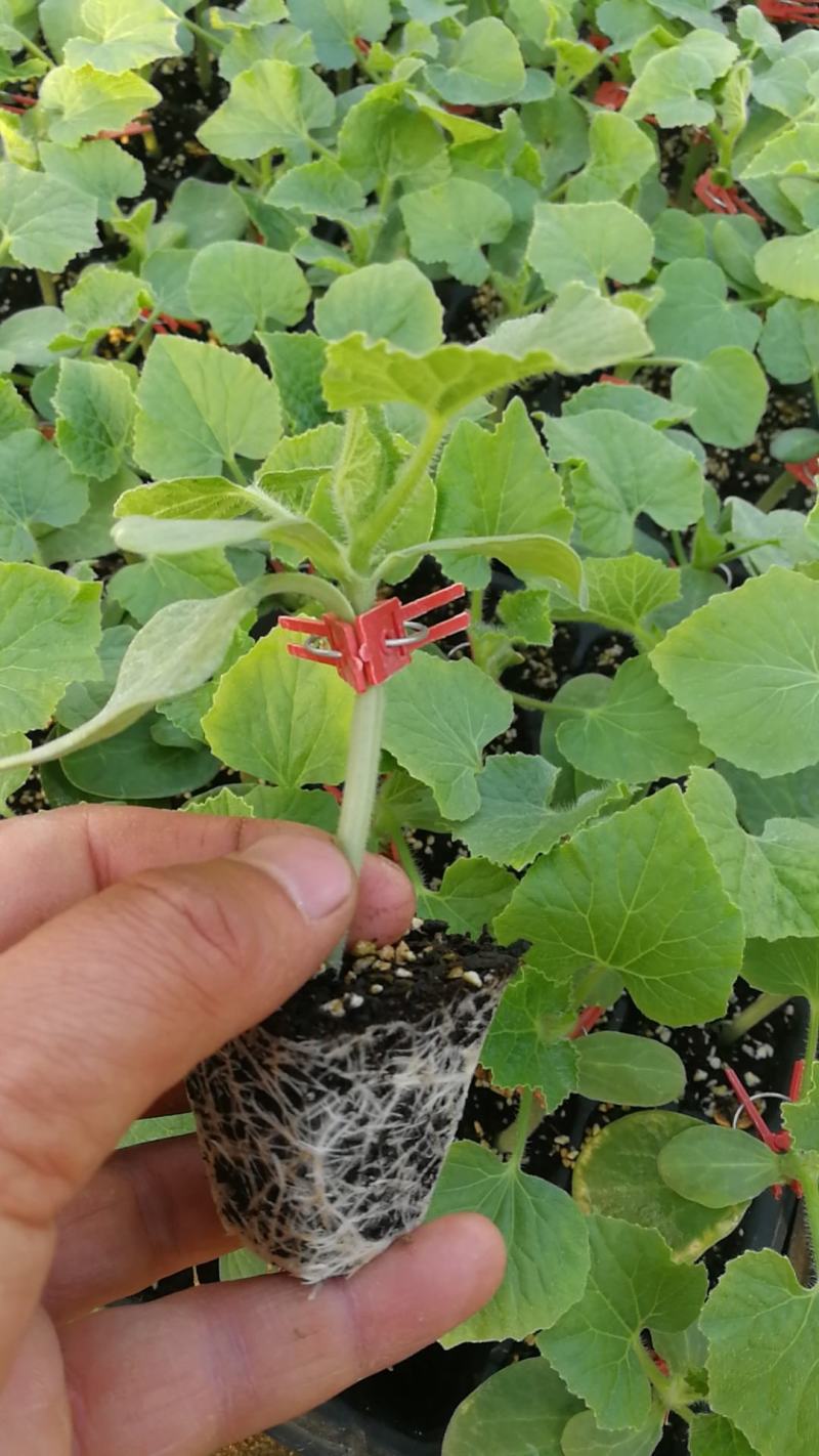 优质嫁接自根黑皮冬瓜苗嫁接白皮冬瓜苗抗病高产苗场直供