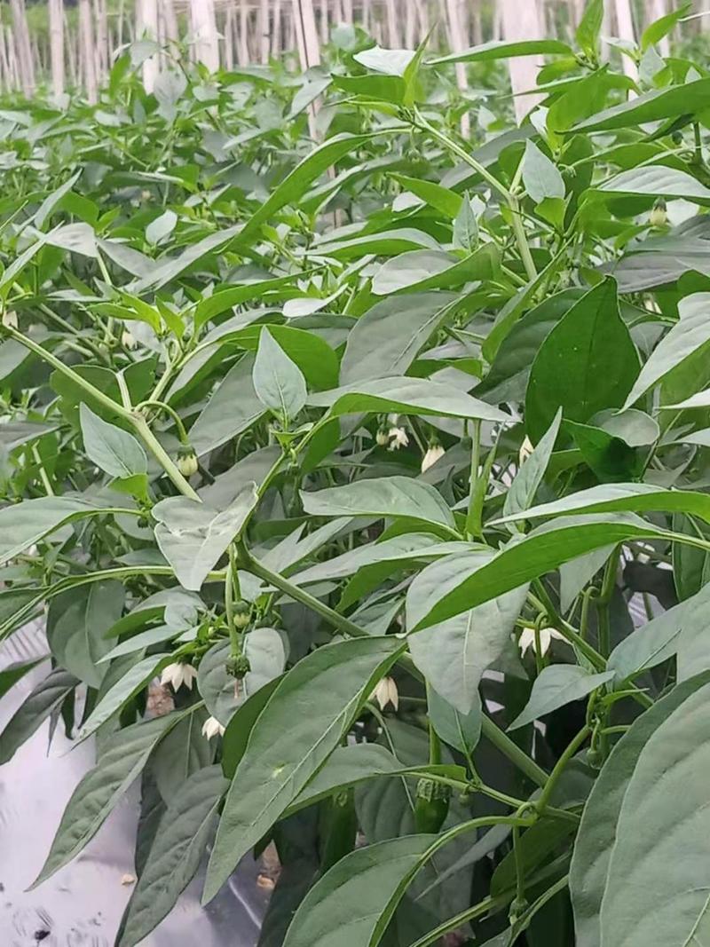 牛角椒大量上市，每天摘5000-10000斤