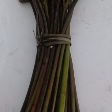 黄金小竹笋蕨菜