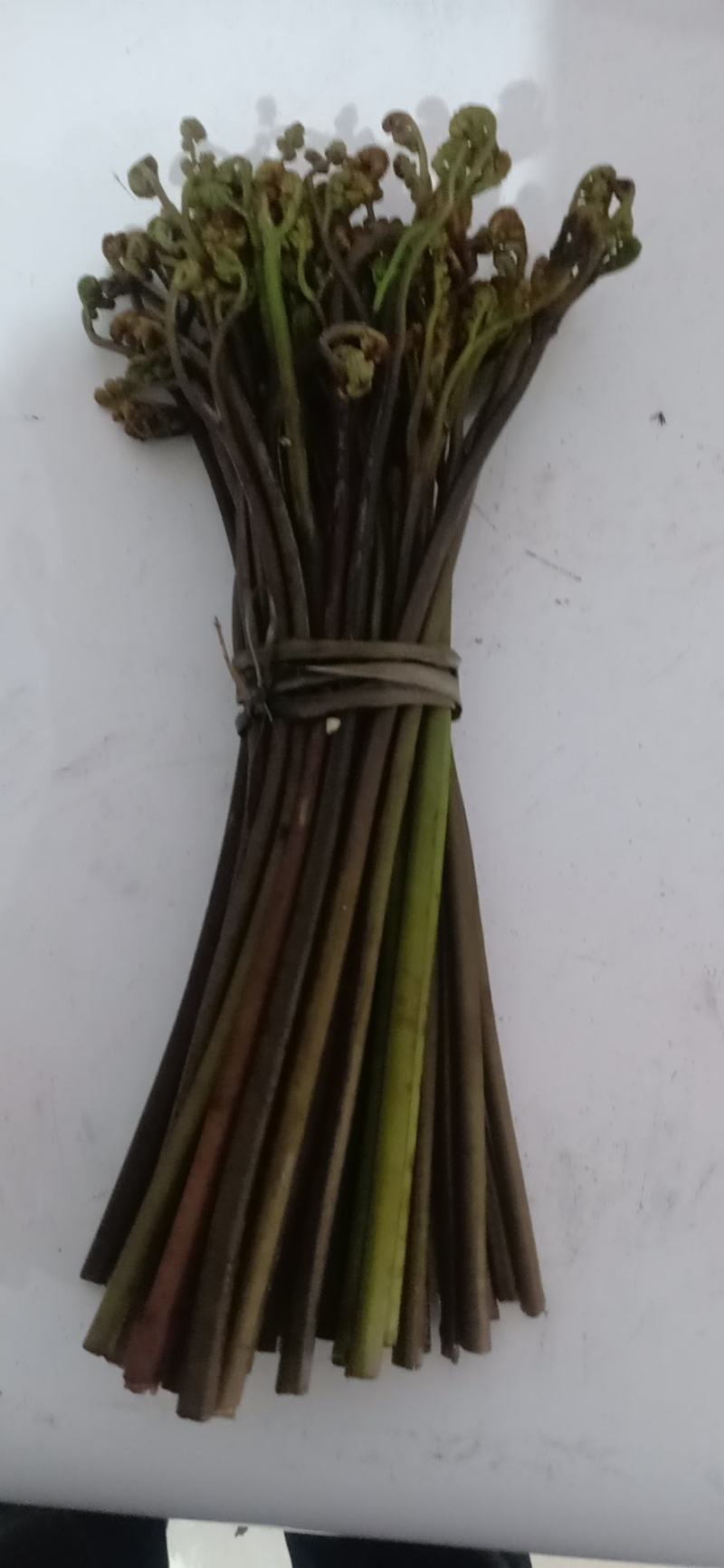 黄金小竹笋蕨菜