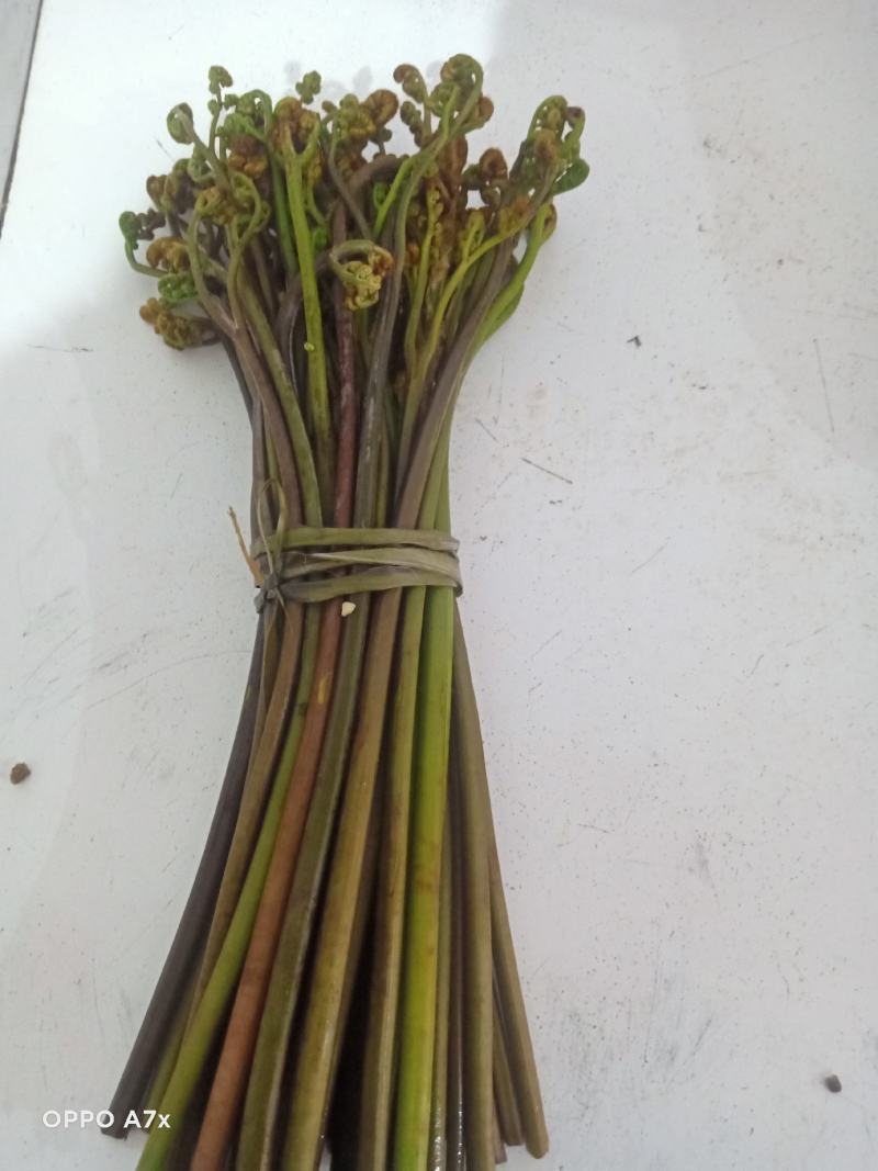 黄金小竹笋蕨菜
