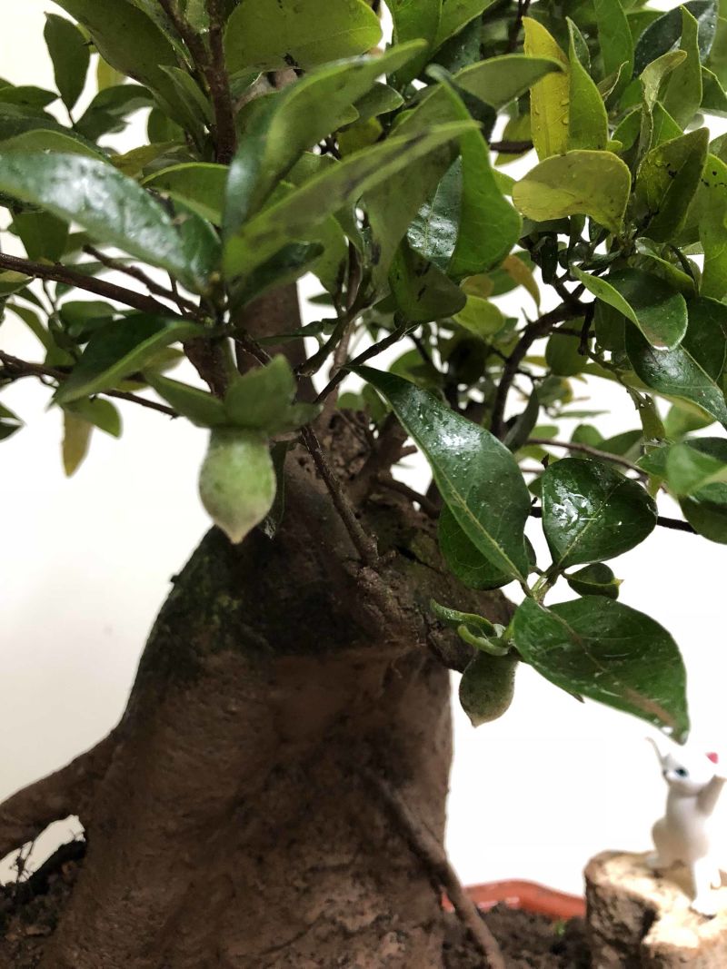 金弹子盆景：原生接果母桩：好品种
