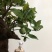 金弹子盆景：原生接果母桩：好品种