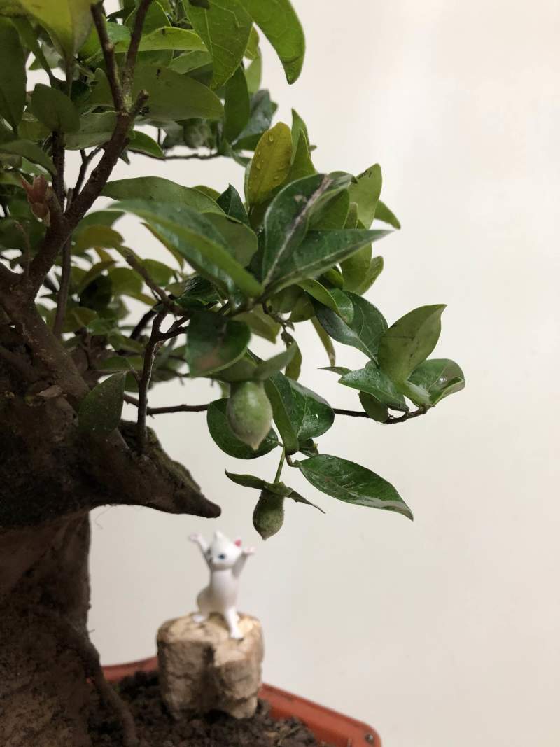金弹子盆景：原生接果母桩：好品种
