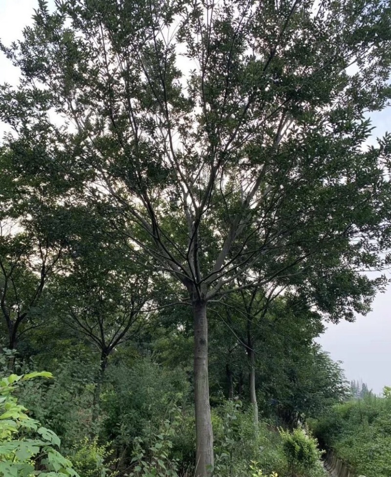 15公分20公分25公分朴树精品苗工程苗苗圃基地直销