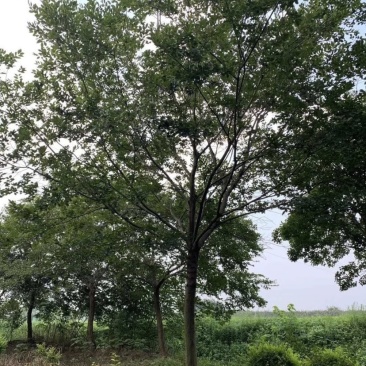 15公分20公分25公分朴树精品苗工程苗苗圃基地直销