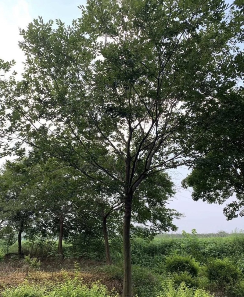 15公分20公分25公分朴树精品苗工程苗苗圃基地直销
