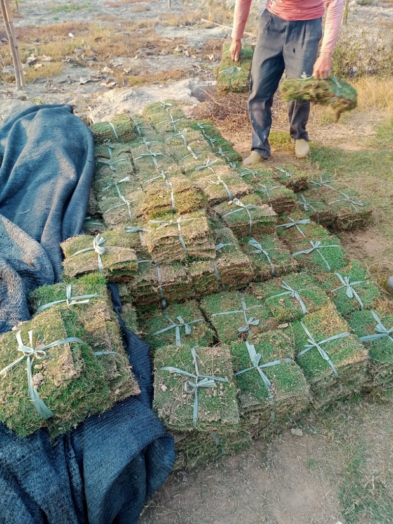 草坪马尼拉台湾草大油草