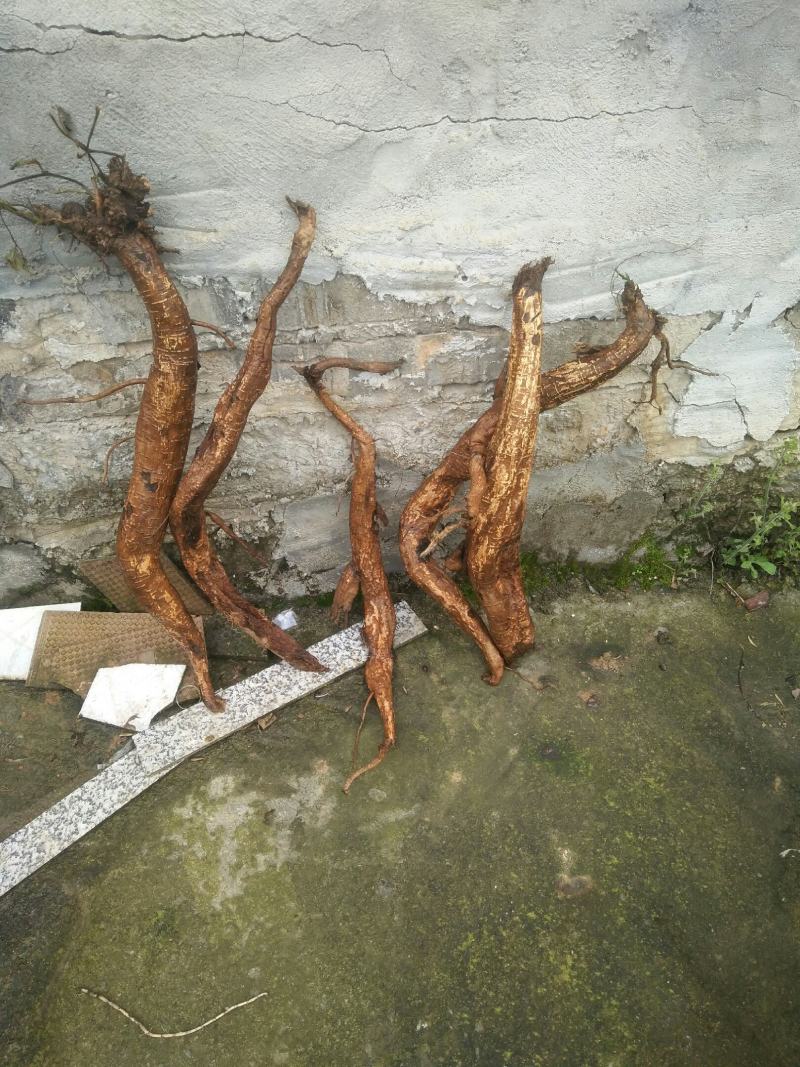 有大量的鲜干葛根直销质优价便