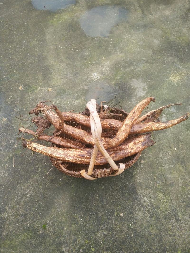 有大量的鲜干葛根直销质优价便