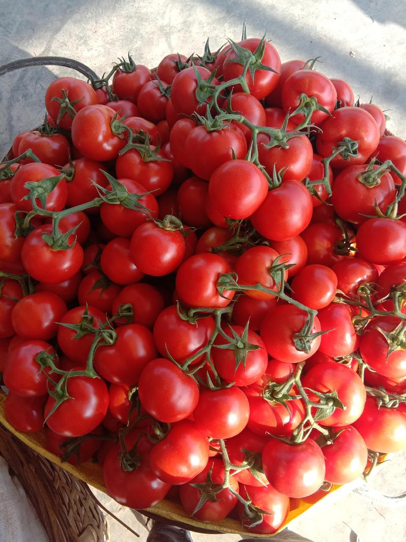 【西红柿】产地直发，大棚种植，价格可谈，诚信经营